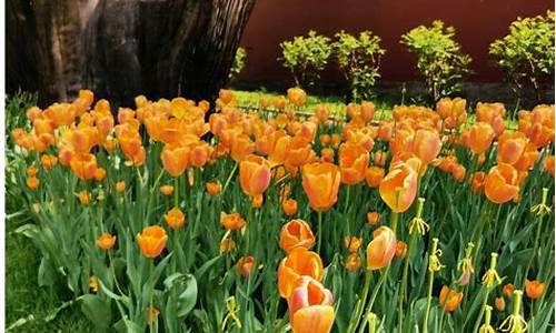 中山公园郁金香节票价,中山公园郁金香最佳观赏时间