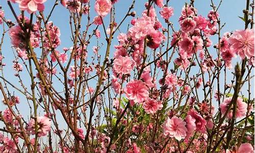 石马桃花公园简介,石马桃花公园摘蕨菜地方