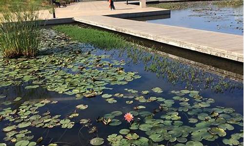 厦门海湾公园莲花_厦门海湾公园莲花开了