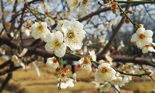 广州萝岗香雪公园梅花什么时候开,广州萝岗香雪公园梅花什么时候开的