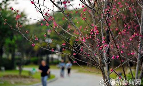 亚马逊预计到达时间_福州闽江公园樱花