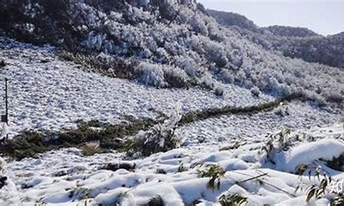 重庆到金佛山景区直通车_重庆到金佛山路线怎么走比较好