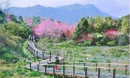 台湾阿里山旅游攻略最新,台湾著名景点阿里山