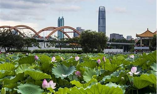 洪湖公园交通_洪湖公园公交站