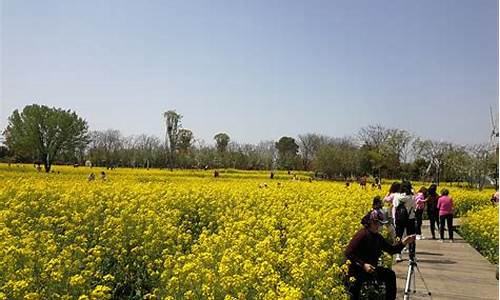 顺峰山公园油菜花_顺峰山公园的花