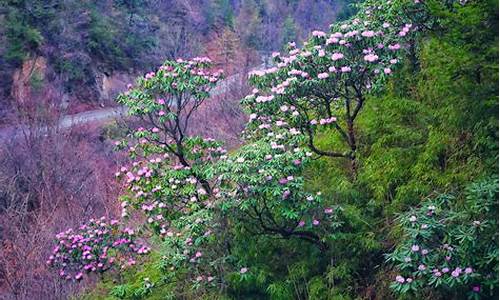 镇安木王森林公园杜鹃花节开幕_镇安木王森林公园杜鹃花节开幕仪