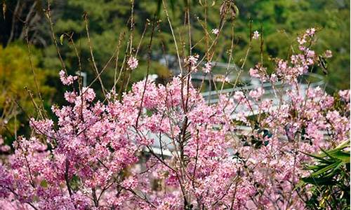 狐尾山公园樱花谷在哪里,狐尾山公园樱花几月开