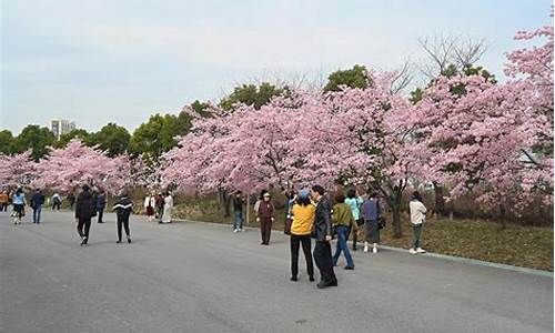 顾村公园樱花节人多吗-顾村公园樱花节什么人免票